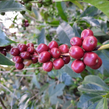 画像をギャラリービューアに読み込む, Ethiopia Karmachi Gori Gesha CM Natural