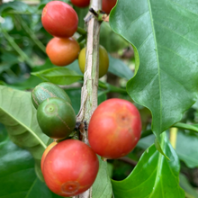 画像をギャラリービューアに読み込む, ’Colombia Santa Monica Ombligon