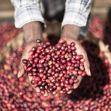 画像をギャラリービューアに読み込む, ’Ethiopia Chelbesa Natural