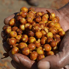 画像をギャラリービューアに読み込む, Brazil Fazenda Guariroba "Citrus"