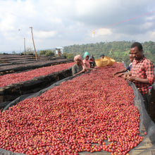 画像をギャラリービューアに読み込む, ’Ethiopai Uraga Raro【Fermented Natural】