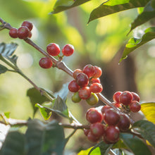 画像をギャラリービューアに読み込む, ’Nicaragua Santa Maria de Lourdes ”Parainema”