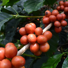 画像をギャラリービューアに読み込む, ’Colombia【Wush Wush】