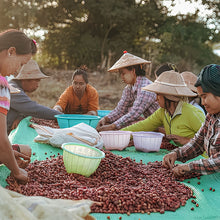 画像をギャラリービューアに読み込む, Myanmar Lat Pan Pin Catuai【Passion fruit】