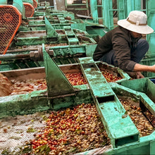 画像をギャラリービューアに読み込む, Myanmar Lat Pan Pin Catuai【Passion fruit】