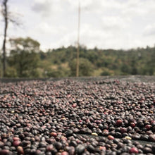 画像をギャラリービューアに読み込む, ’Ethiopia Chelbesa Natural