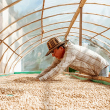 画像をギャラリービューアに読み込む, Colombia Los Patios Geisha【Peach】