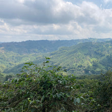 画像をギャラリービューアに読み込む, Colombia Finca Milan【Nitro】