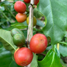 画像をギャラリービューアに読み込む, ’Colombia Jairo Arcila【Banana】