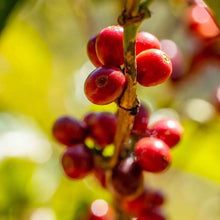 画像をギャラリービューアに読み込む, ’Panama Hartmann【Geisha Natural】