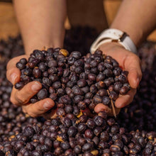 画像をギャラリービューアに読み込む, ’Panama Hartmann【Geisha Washed】