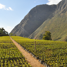 画像をギャラリービューアに読み込む, ’Bolivia Agro Takesi【Geisha Peaberry】