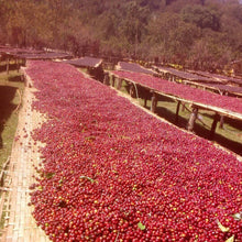 画像をギャラリービューアに読み込む, ’Ethiopia Halo #19 Birhanu Dido