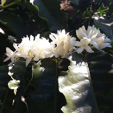 画像をギャラリービューアに読み込む, ’Costa Rica San Cristobal【COE#29】