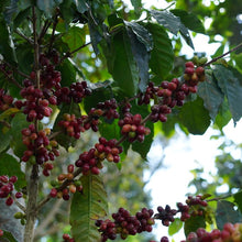 画像をギャラリービューアに読み込む, ’El Salvador Tres Pozos【Geisha】