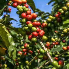 画像をギャラリービューアに読み込む, ’Ethiopia Ana Sora【Wush Wush】