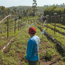 画像をギャラリービューアに読み込む, ’Indonesia Java Frinsa Estate