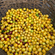 画像をギャラリービューアに読み込む, ’Panama CCD M41 Martha Elena Gonzalez