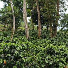 画像をギャラリービューアに読み込む, ’Honduras Parainema Honey Anaerobic