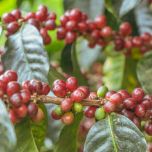 画像をギャラリービューアに読み込む, ’Peru Alto Inambari