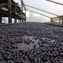 画像をギャラリービューアに読み込む, ’Colombia Red Anaerobic