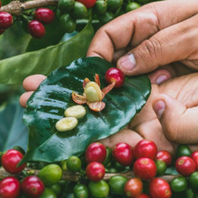 画像をギャラリービューアに読み込む, ’Colombia Monteblanco Passion Fruit Washed