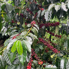 画像をギャラリービューアに読み込む, ’Colombia Sierra Nevada【Gesha】