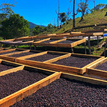 画像をギャラリービューアに読み込む, ’Panama Kalithea Geisha