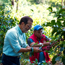 画像をギャラリービューアに読み込む, ’Panama Auromar【Lupao】
