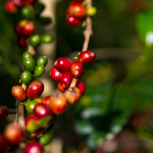 画像をギャラリービューアに読み込む, ’Panama Auromar【Lupao】
