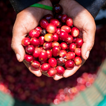 画像をギャラリービューアに読み込む, ’Panama Auromar【Lupao】
