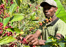 画像をギャラリービューアに読み込む, ’Ethiopia Wush Wush Washed
