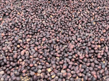 画像をギャラリービューアに読み込む, ’Ethiopia Wush Wush Natural
