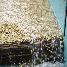 画像をギャラリービューアに読み込む, ’Rwanda Nkara 2024
