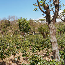 画像をギャラリービューアに読み込む, ’Costa Rica Corralillo
