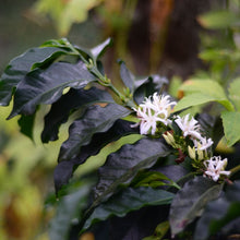 画像をギャラリービューアに読み込む, Peru Maximiliano Garcia#2【Geisha】
