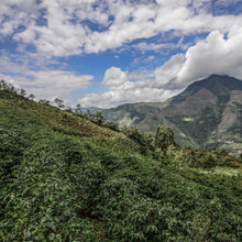 画像をギャラリービューアに読み込む, Peru Maximiliano Garcia#2【Geisha】
