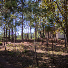 画像をギャラリービューアに読み込む, El Salvador CaféNor Pacamara
