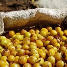 画像をギャラリービューアに読み込む, Brazil Fazenda Guariroba "Citrus"
