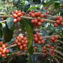 画像をギャラリービューアに読み込む, ’Colombia【Wush Wush】
