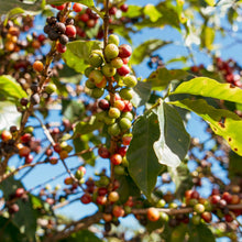 画像をギャラリービューアに読み込む, Brazil Fazenda Chapadão
