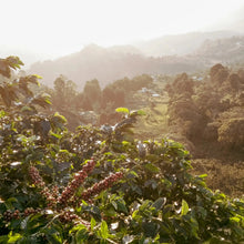 画像をギャラリービューアに読み込む, Colombia Los Patios Geisha【Peach】
