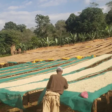 画像をギャラリービューアに読み込む, Ethiopia Lalesa Washed
