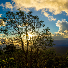 画像をギャラリービューアに読み込む, ’Panama Auromar Geisha
