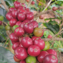 画像をギャラリービューアに読み込む, ’Colombia Granja Paraiso 92 Castillo
