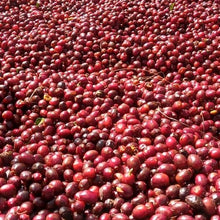 画像をギャラリービューアに読み込む, ’El Salvador Tres Pozos【Geisha】
