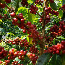 画像をギャラリービューアに読み込む, ’Panama Don Benjie【Geisha CM-6 El Velo Lot】
