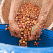 画像をギャラリービューアに読み込む, ’Indonesia Java Frinsa Estate
