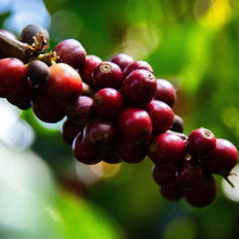 画像をギャラリービューアに読み込む, ’Guatemala Lomas Altas
