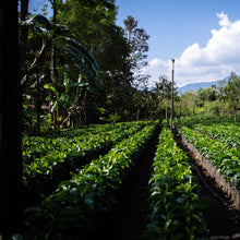 画像をギャラリービューアに読み込む, ’Guatemala Lomas Altas
